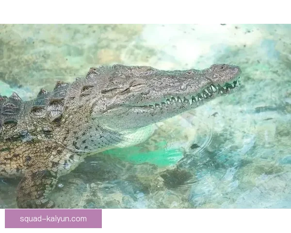 苏丹尼罗河鳄鱼在生态系统中的重要性与保护现状分析